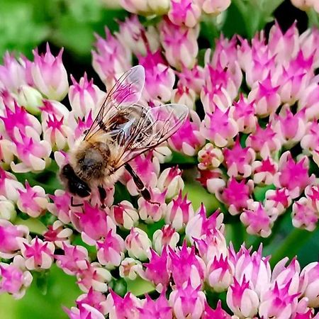 Fewo "Am Bienenstock" In Dallgow-Doberitz Esterno foto
