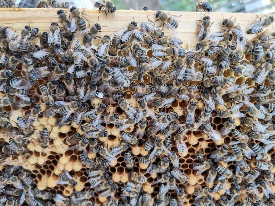 Fewo "Am Bienenstock" In Dallgow-Doberitz Esterno foto
