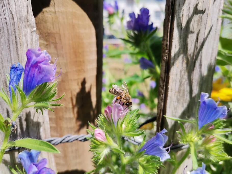 Fewo "Am Bienenstock" In Dallgow-Doberitz Esterno foto