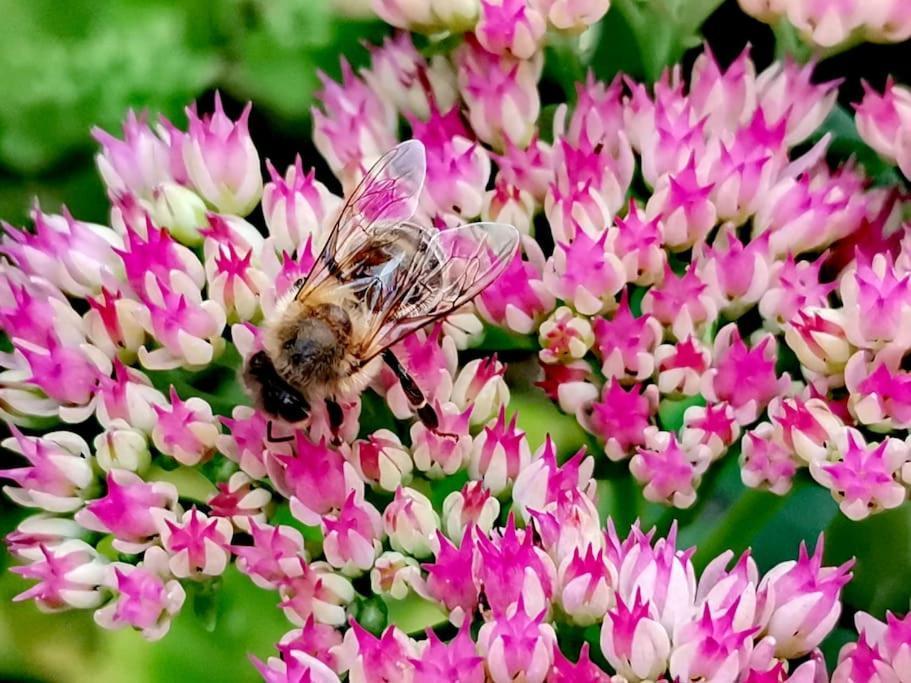Fewo "Am Bienenstock" In Dallgow-Doberitz Esterno foto