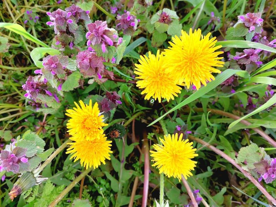 Fewo "Am Bienenstock" In Dallgow-Doberitz Esterno foto